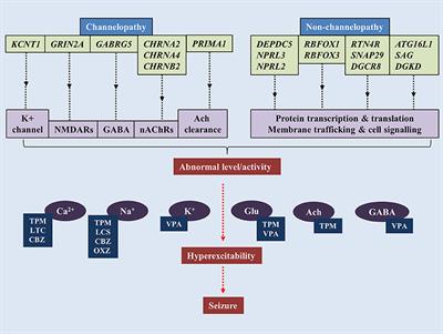 Sleep Related Epilepsy and Pharmacotherapy: An Insight